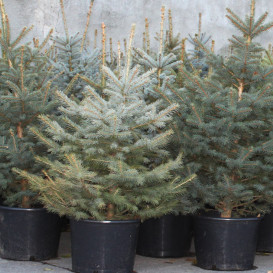 elki-in-pot-01