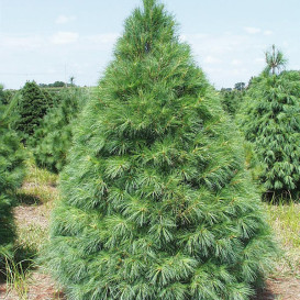 pine-canada-01