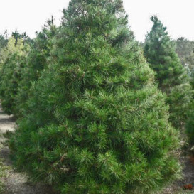 pine-canada-02