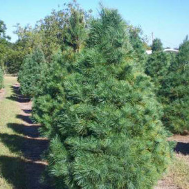 pine-canada-03