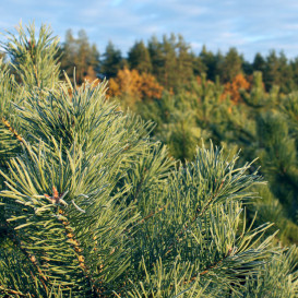 pine-simple-02