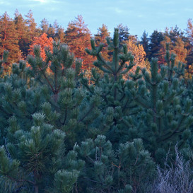 pine-simple-03