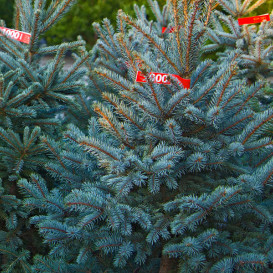 spruce-01