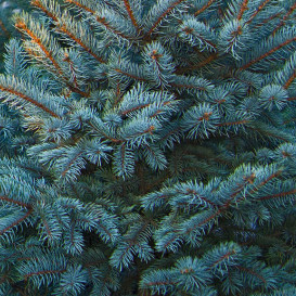 spruce-02