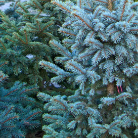 spruce-04