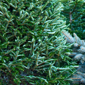 spruce-friser