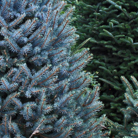 spruce-friser-pit-02