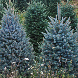 spruce-friser-pit