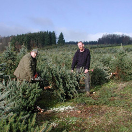 Weihnachtsbaum001